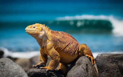 Canje de Deuda por Galápagos