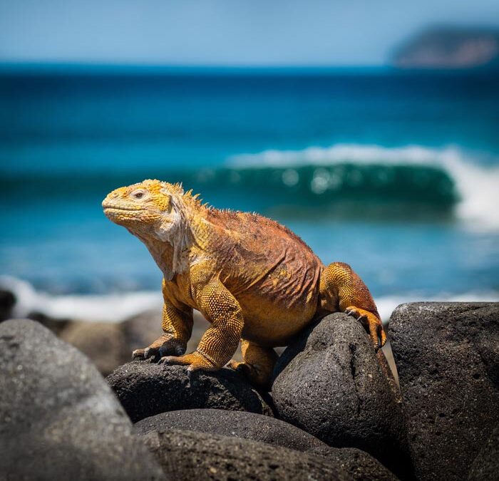 Canje de Deuda por Galápagos